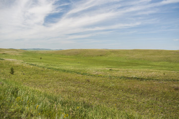 Fototapeta na wymiar Landscape. Green meadow, field with flowers