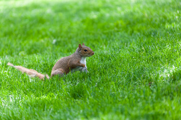 A park squirrel in Central Park