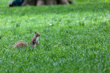 A park squirrel in Central Park