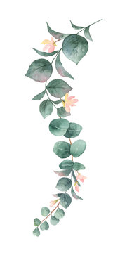 Watercolor vector hand painted silver dollar eucalyptus leaves and pink flowers.
