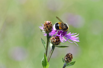 Extreme closeup of bumblebee on a pink knapweed flower, isolated on the blurred green background, soft focus and shallow depth of field