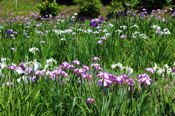 Fototapeta premium 花菖蒲