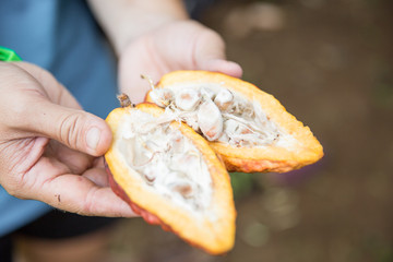 Hands showing cocoa beans