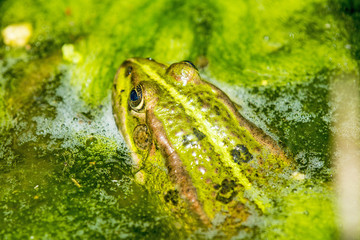 common water frog in a pond