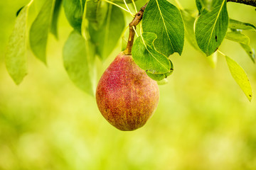 blossom of a pear tree
