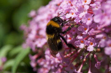 closeup of bee on buddleia flower