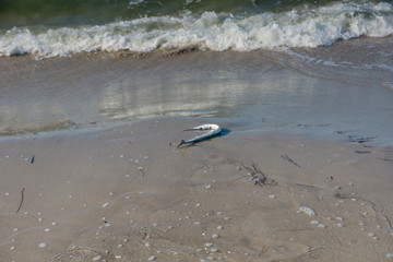 Toter Hornhecht am Strand