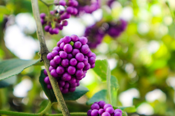 beautyberry is a genus of shrubs and small trees