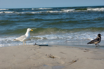 Dohle und Möwe mit Hornhecht am Strand