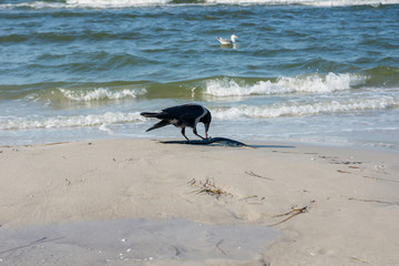 Dohle mit Hornhecht am Strand