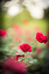 Obraz premium Beautiful red roses in garden with bokeh, roses for Valentine day and everyday.