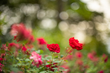 Fototapeta na wymiar Beautiful red roses in garden with bokeh, roses for Valentine day and everyday.