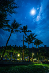 Coconut under moonlight