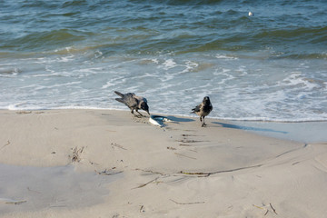 Dohlen mit Hornhecht am Strand