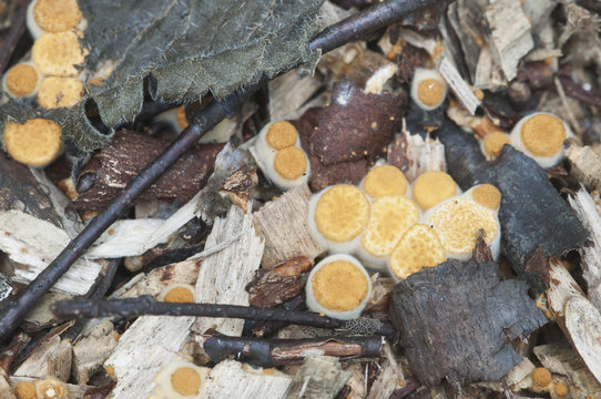 Crucibulum laeve mushrooms