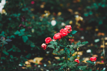 Small beautiful red garden roses. Nature background.