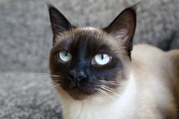siamese cat