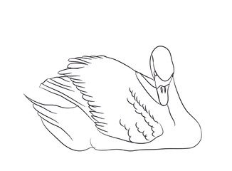 swan lines. vector