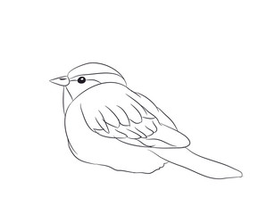 sparrow lines, vector