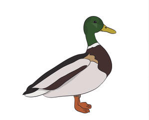 duck drake. vector