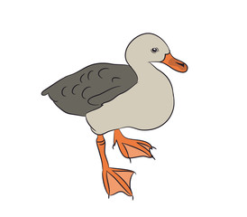 duck drake. vector