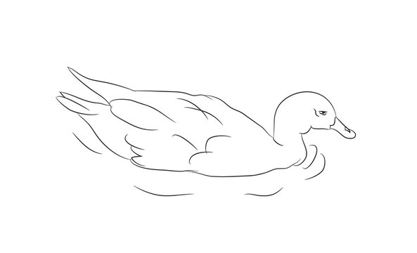 duck lines. vector,