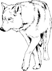 Naklejka premium the big striker wolf drawn in ink freehand sketch