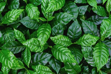 Foto auf Acrylglas Grün leaves of arabica coffee tree nursery plantation, leaves background.