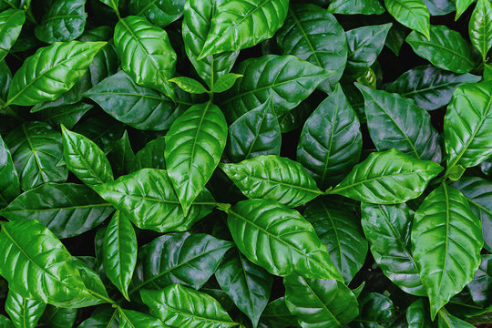 Fototapeta leaves of arabica coffee tree nursery plantation, leaves background.