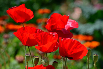 Fototapeta premium roter Mohn