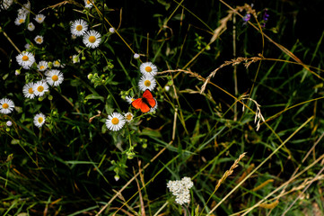 landscape on mountains