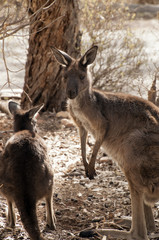 Naklejka na ściany i meble Wilpena South Australia, Adult Kangaroo and joey in bush garden near road