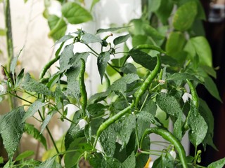 Growing on a bush, blooming, immature spicy green pepper, a summer seasonal plant in the garden