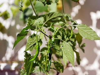 Fototapeta na wymiar Growing on a bush, blooming, immature spicy green pepper, a summer seasonal plant in the garden