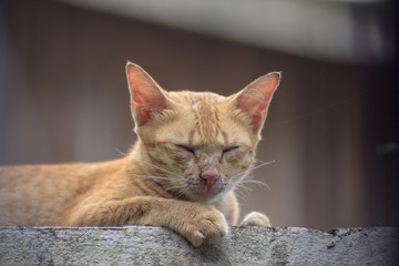 Cute cat orange,The hiding of the orange cat