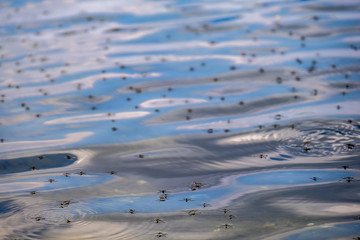 A swarm of mosquitoes against the backdrop of a lake