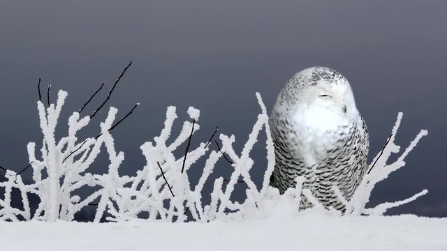 Sleepy polar owl in the snow