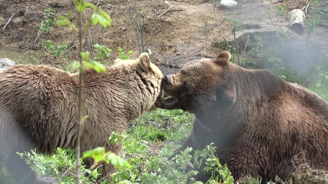Couple of bears loving each other, caress, kiss, love