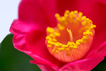 Bright yellow Pistil and Stamens of a red camellia flower