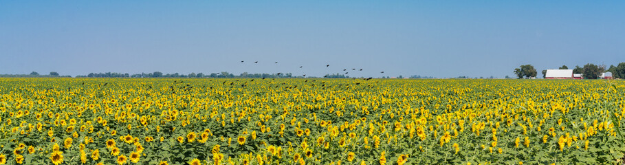 Sunflowers in Winters, Ca