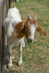 Naklejka na ściany i meble Goats on the farm