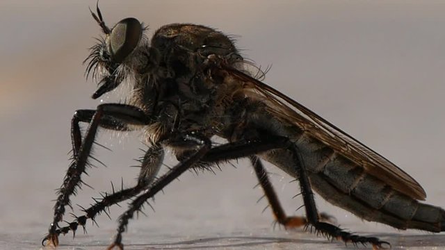 Closeup Image with Cicada Bug Small Insect Which Make Annoying Sound in Hot Summ