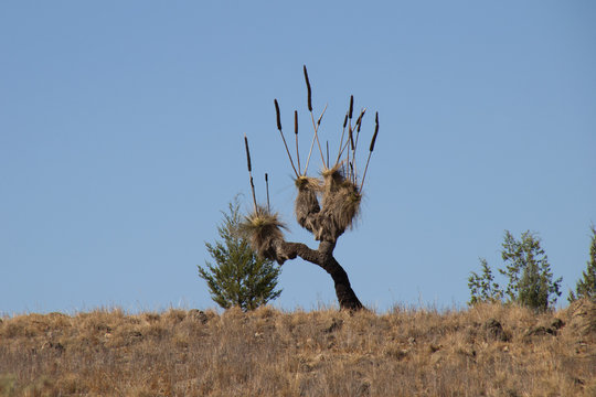 Bunyeroo Valley South Australia, ancient multi branch grass tree with 11 flower spikes