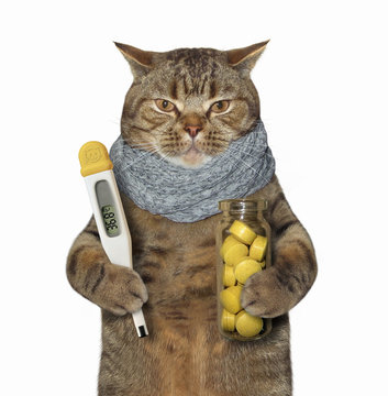 The sick cat is holding a  thermometer and a bottle of pills. White background.
