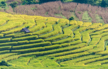 Rice field terrace, agriculture terrace on  hills.