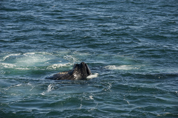 A humpback whale and seagulls dining together in the Arctic waters