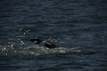 Fototapeta premium A humpback whale and seagulls dining together in the Arctic waters