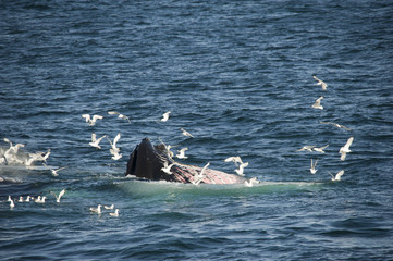 A humpback whale and seagulls dining together in the Arctic waters