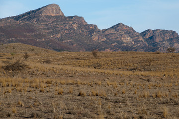 Wilpena Pound South Australia, view of grass plain in morning light with mountain range in background