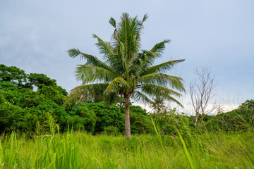 Fototapeta na wymiar Coconut tree growing in the field